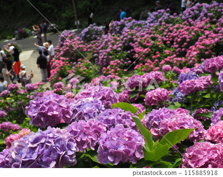 繡球花 片原繡球花 115885918
