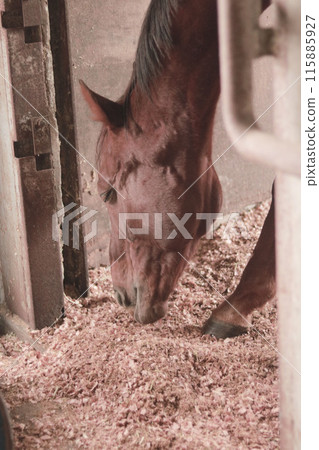 Domesticated horses 115885927