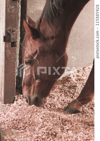 Domesticated horses Domesticated horses 115885928