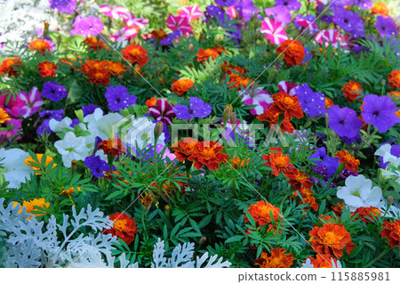 Marigolds are used in all types of flowers. Flowerbed. Blossoming flowers. Marigolds are used in all types of flowers. Flowerbed. Blossoming flowers. 115885981