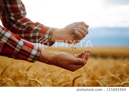 The Hands Of A Farmer Close-up Holding A Handful Of Wheat Grains In A Wheat Field. Rich Harvest. 115885984