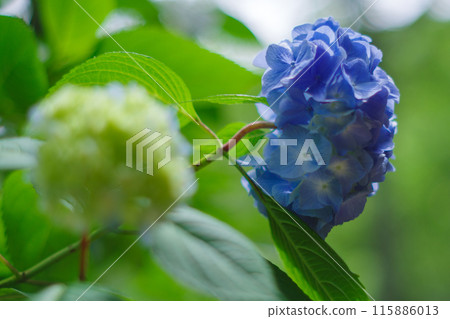 在雨季陽光明媚的日子裡綻放的藍色繡球花 在雨季陽光明媚的日子裡綻放的藍色繡球花 115886013