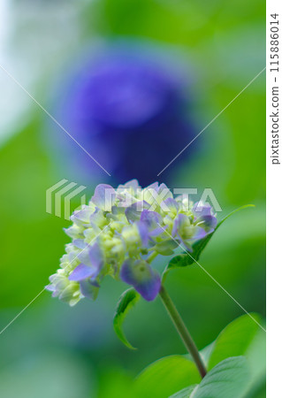 在雨季陽光明媚的日子裡綻放的藍色繡球花 115886014