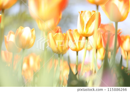 Tulips in the spring sunshine 115886266