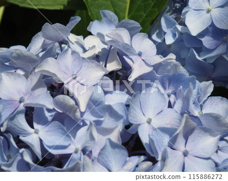 繡球花 片原繡球花 115886272