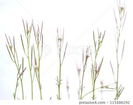 Cardamom on a white background Cardamom on a white background 115886292
