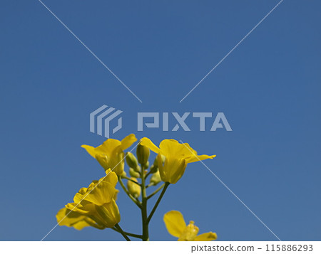 油菜籽和複製空間的特寫 115886293