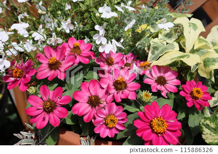 Red flower zinnia plant Red flower zinnia plant 115886326