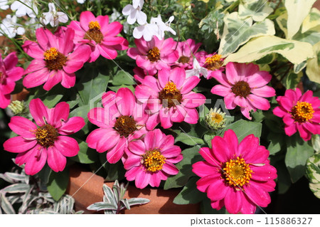 Zinnia red flower Zinnia red flower 115886327