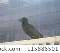 車站前的動物照片烏鴉居民 115886501