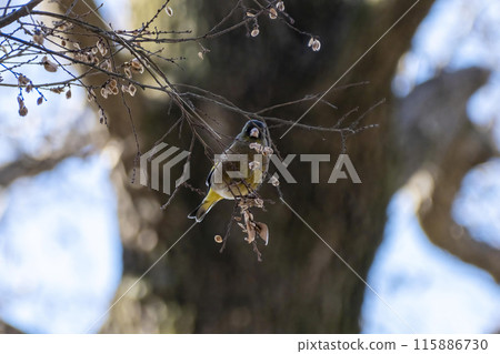 Kawarahira, Akigase Park, Saitama City, Saitama Prefecture 115886730