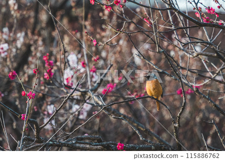 可愛的小女孩 115886762