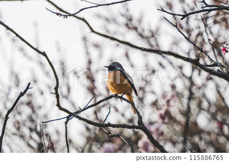 可愛的小女孩 可愛的小女孩 115886765