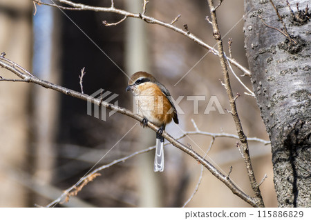 Shrike at Mizumoto Park, Katsushika Ward, Tokyo 115886829