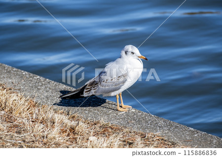 Black-headed Gulls at Mizumoto Park, Katsushika Ward, Tokyo 115886836