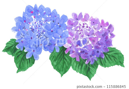 Watercolor hydrangea 24625pix7 115886845