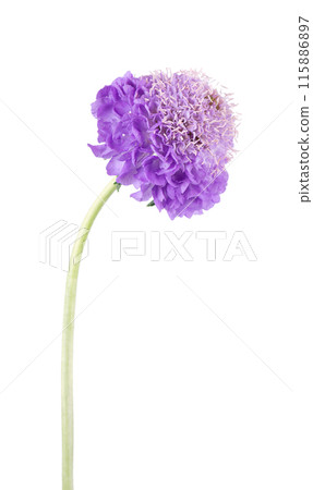 Scabious flower isolated on white background. Knautia arvensis. Purple double flower of scabiosa. Scabious flower isolated on white background. Knautia arvensis. Purple double flower of scabiosa. 115886897