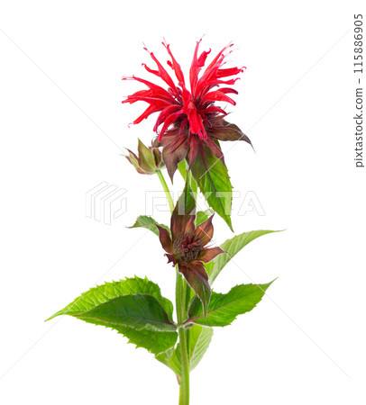 Monarda flower isolated on a white background. Bergamot flower. Oswego tea, scarlet beebalm. Monarda flower isolated on a white background. Bergamot flower. Oswego tea, scarlet beebalm. 115886905
