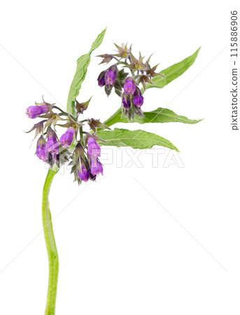 Comfrey flowers isolated on white background. Symphytum officinale plant. Comfrey bush with flowers. Herbal medicine. Clipping path. Comfrey flowers isolated on white background. Symphytum officinale plant. Comfrey bush with flowers. Herbal medicine. Clipping path. 115886906