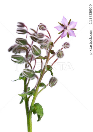 Borage flowers isolated on white background. Borago officinalis bush. Clipping path. Borage flowers isolated on white background. Borago officinalis bush. Clipping path. 115886909
