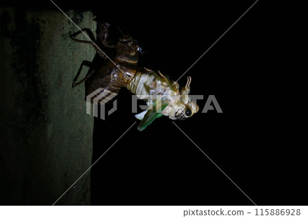A cicada emerges. A mysterious moment. A cicada emerges. A mysterious moment. 115886928