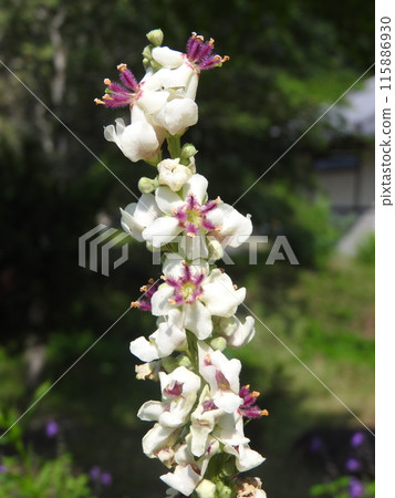 Flowers of the naturalized plant "Shirobanamouzuika" native to Europe, North Africa, etc. 115886930