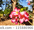 Adenium obesum more commonly known as a desert rose is a poisonous species of flowering plant belonging to the tribe Nerieae of the subfamily Apocynoideae of the dogbane family Apocynaceae. 115886966
