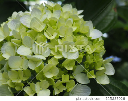 Hydrangea Katahara Hydrangea Katahara 115887026