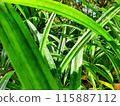 Many pandan leaves are planted 115887112