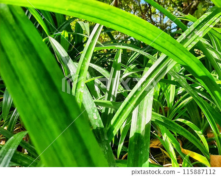 Many pandan leaves are planted Many pandan leaves are planted 115887112