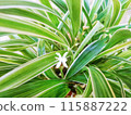 Green plants with small flowers in the garden 115887222