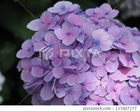 Hydrangea Katahara Hydrangea Katahara 115887277