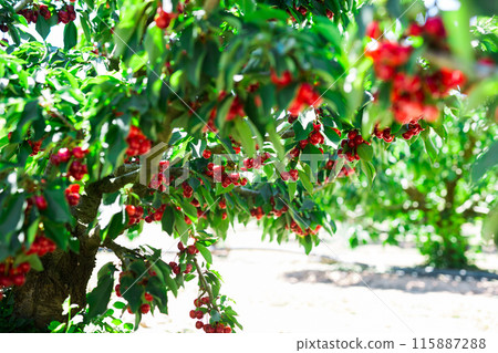 Branches of cherry trees with berries in garde 115887288