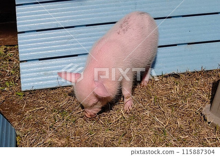 可愛的迷你豬 115887304