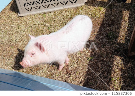 可愛的迷你豬 115887306