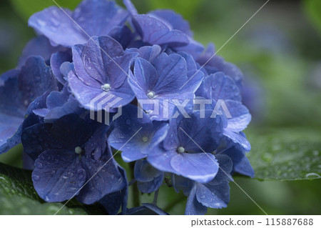 hydrangea   115887688