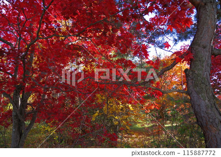 Autumn leaves at the former Kofuku Station site of the Japanese National Railways 9 115887772