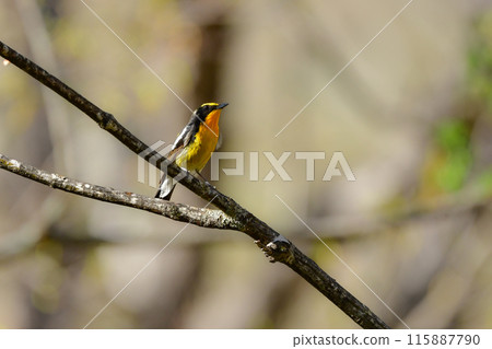 The beautiful yellow and orange wild bird, the Narcissus flycatcher, can be seen in the highland forests from early summer to summer. The beautiful yellow and orange wild bird, the Narcissus flycatcher, can be seen in the highland forests from early summer to summer. 115887790