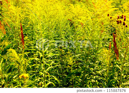 Goldenrod flower in the green grass in the field. Goldenrod flower in the green grass in the field. 115887876