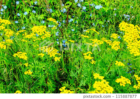 Tansy flower in the green grass. Tansy flower in the green grass. 115887877
