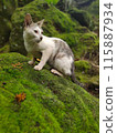 Photo of a confused cat on a mossy rock 115887934