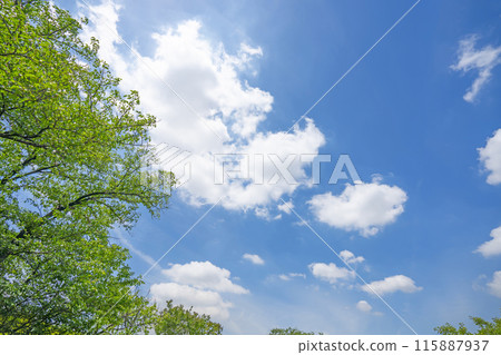 Clouds and trees in early summer 115887937