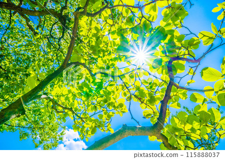 Yokohama cityscape in Japan: sunlight and white magnolia trees. Ecology, noble spirit, love for nature, etc. = June 5, Yokohama city 115888037