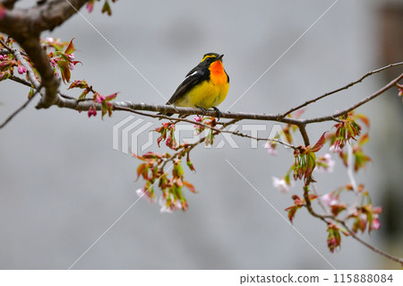 The popular migratory bird, the Narcissus flycatcher, is a beautiful yellow and orange wild bird that colors the highland forests in early summer. The popular migratory bird, the Narcissus flycatcher, is a beautiful yellow and orange wild bird that colors the highland forests in early summer. 115888084