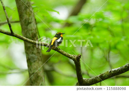The popular migratory bird, the Narcissus flycatcher, is a beautiful yellow and orange wild bird that colors the highland forests in early summer. The popular migratory bird, the Narcissus flycatcher, is a beautiful yellow and orange wild bird that colors the highland forests in early summer. 115888098