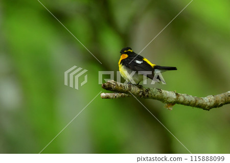 The popular migratory bird, the Narcissus flycatcher, is a beautiful yellow and orange wild bird that colors the highland forests in early summer. The popular migratory bird, the Narcissus flycatcher, is a beautiful yellow and orange wild bird that colors the highland forests in early summer. 115888099
