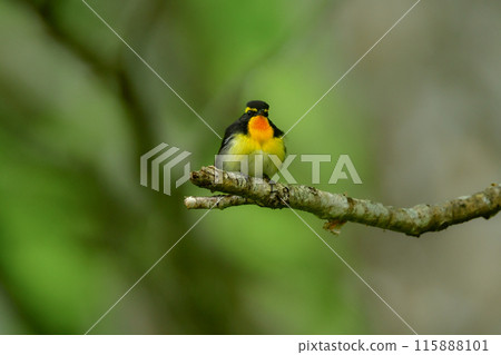 The popular migratory bird, the Narcissus flycatcher, is a beautiful yellow and orange wild bird that colors the highland forests in early summer. 115888101