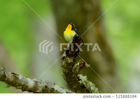 The popular migratory bird, the Narcissus flycatcher, is a beautiful yellow and orange wild bird that colors the highland forests in early summer. The popular migratory bird, the Narcissus flycatcher, is a beautiful yellow and orange wild bird that colors the highland forests in early summer. 115888104