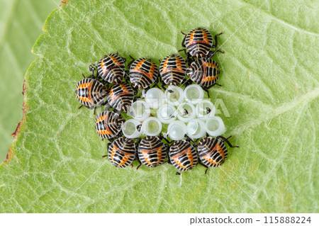 Spotted stink bug (larvae) just hatched from eggs 115888224