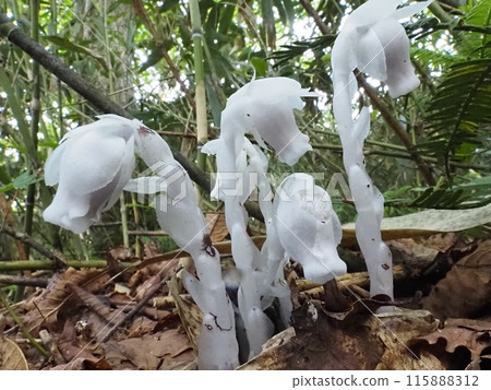 球果假水晶蘭 115888312